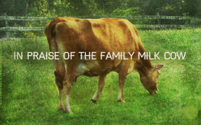 In Praise of the Family Milk Cow